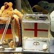 Ośmiornica Paul w typowaniu zwycięzców okazała się lepsza od komputerów, ekspertów i bukmacherów