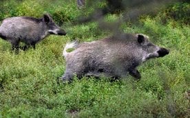 Dziki mogą podwajać populację co roku, co utrudnia walkę z rozprzestrzenianiem się wirusa ASF.