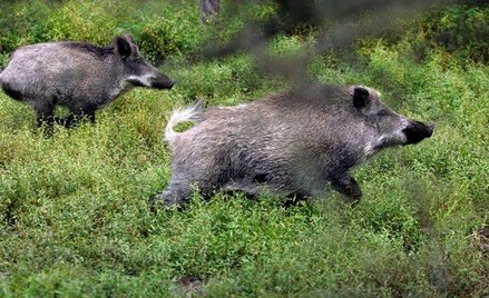 Dziki mogą podwajać populację co roku, co utrudnia walkę z rozprzestrzenianiem się wirusa ASF.