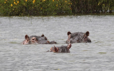 Kolumbia pozbywa się hipopotamów Escobara. Wyśle je za granicę