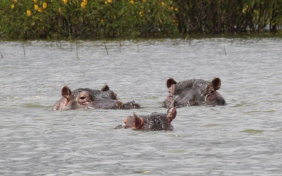 Turyści przyjeżdżają nad jezioro Naivasha obserwować żyjące tam hipopotamy