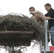 Kontrole gniazd potwierdziły, że wiele bocianich piskląt nie przeżyło