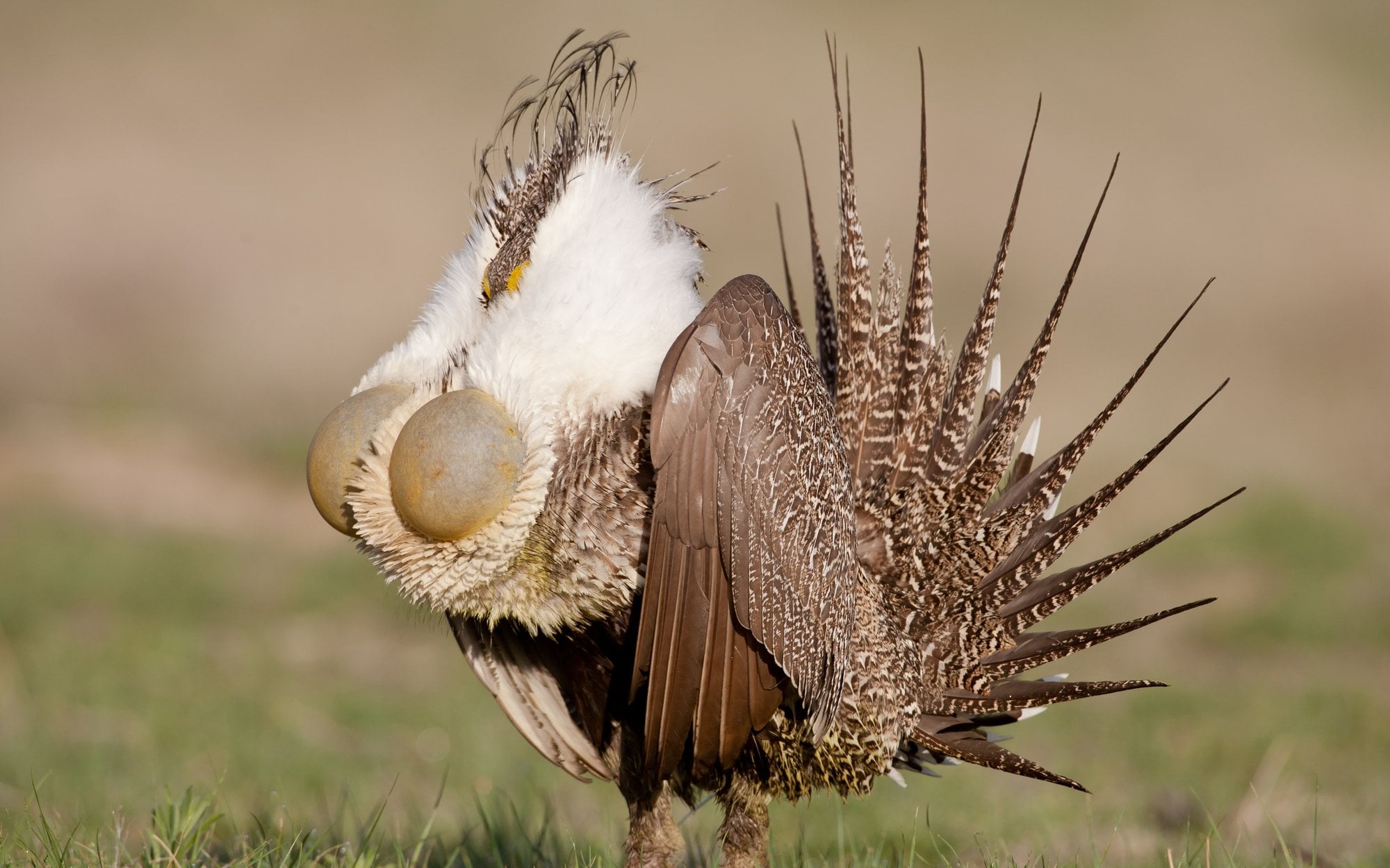 Zaskakujący pomysł naukowców. Roboty pomagają w rozmnażaniu ptaków