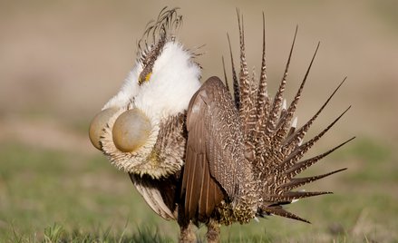 Roboty zamiast natury? Tak walczą o przetrwanie zagrożonych ptaków
