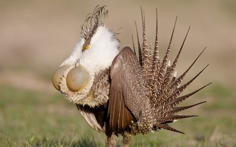 Roboty zamiast natury? Tak walczą o przetrwanie zagrożonych ptaków