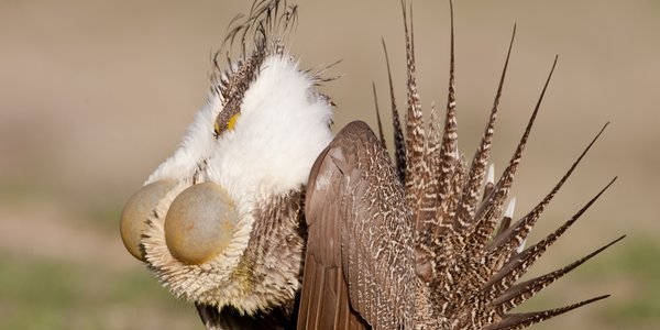 Zaskakujący pomysł naukowców. Roboty pomagają w rozmnażaniu ptaków