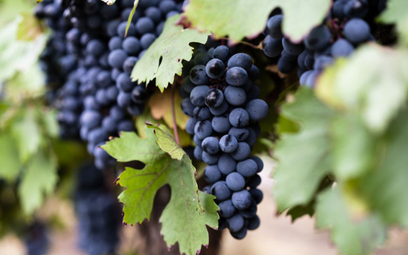 Włochy: Tegoroczne winobranie będzie trudne. Brak rak do pracy