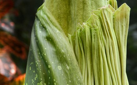 Stan kwiatostanu w piątek 25 lipca