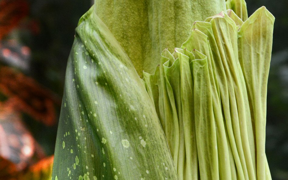 Stan kwiatostanu w piątek 25 lipca