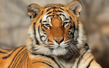 Chiny zmieniają decyzję ws. handlu kośćmi tygrysów