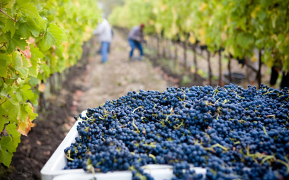Zmiany temperatur spowodowane zmianami klimatu nieoczekiwanie służą producentom wina.