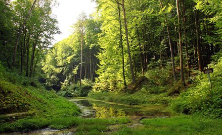 Roztocze, gdzie wydobywana jest woda mineralna Rodowita, ma niezwykłe walory przyrodnicze. W 2010 ro