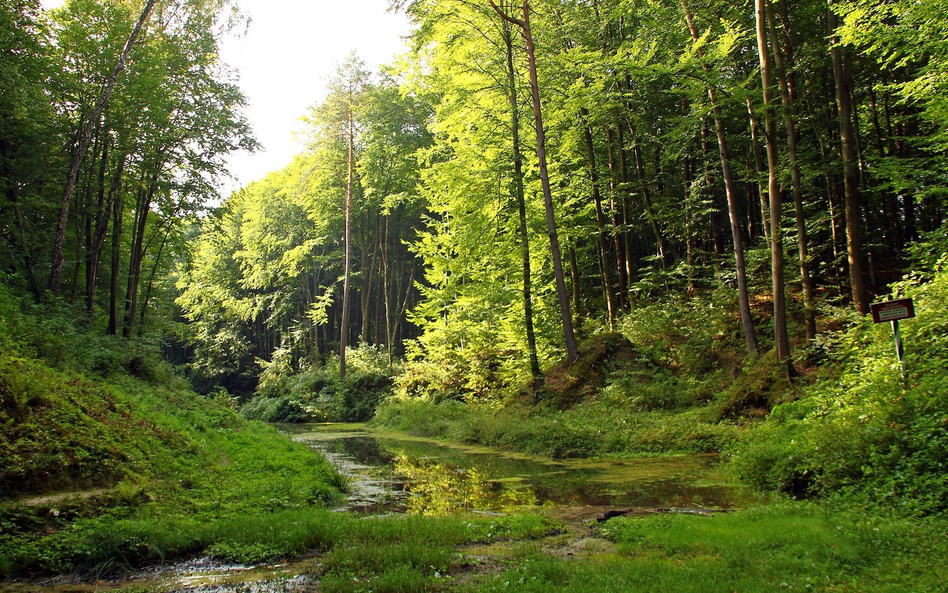 Roztocze, gdzie wydobywana jest woda mineralna Rodowita, ma niezwykłe walory przyrodnicze. W 2010 ro