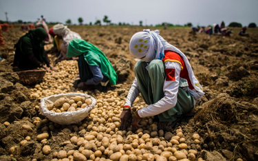 PepsiCo pozywa indyjskich rolników za uprawę specjalnej odmiany ziemniaka
