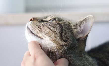 Szwecja zaostrzy kary dla osób porzucających zwierzęta