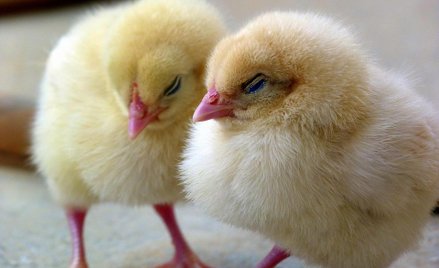 Francja w 2022 roku zaprzestanie uboju kurcząt