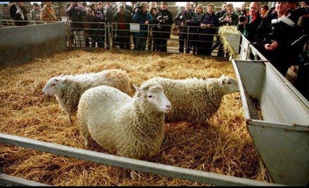 Klonowanie: Co dzieje się z siostrami owcy Dolly?