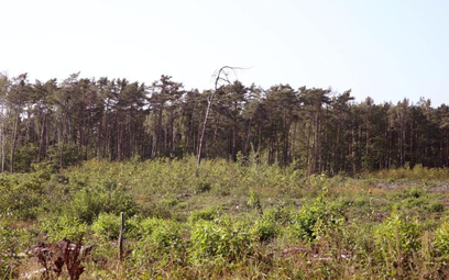 W Lasach Nadarzyńskich niedaleko Warszawy trwa systematyczna wycinka drzew