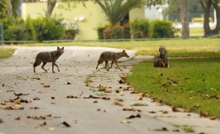 Szakale przejęły park w centrum Tel Awiwu