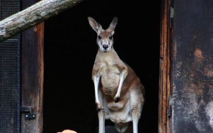 Maleństwo coraz odważniej opuszcza torbę kangurzycy