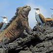 Na Galapagos zakazano fajerwerków. Bo niepokoją legwany