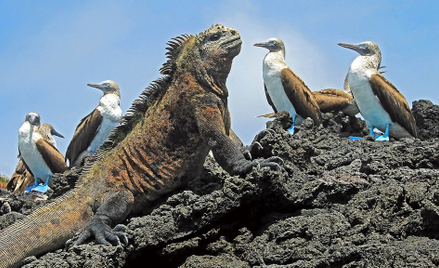 Na Galapagos zakazano fajerwerków. Bo niepokoją legwany