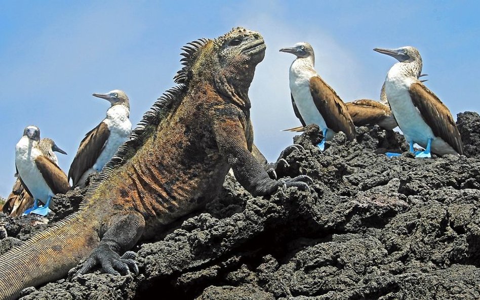 Na Galapagos zakazano fajerwerków. Bo niepokoją legwany