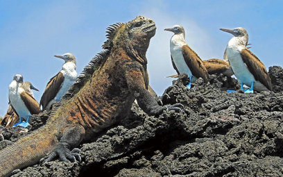 Na Galapagos zakazano fajerwerków. Bo niepokoją legwany