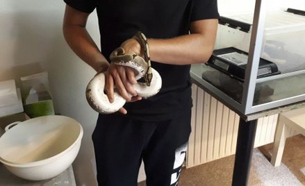 Dania: Metrowy pyton znaleziony w kuchni