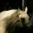 Aukcję koni arabskich "Pride of Poland" bojkotują ważni klienci