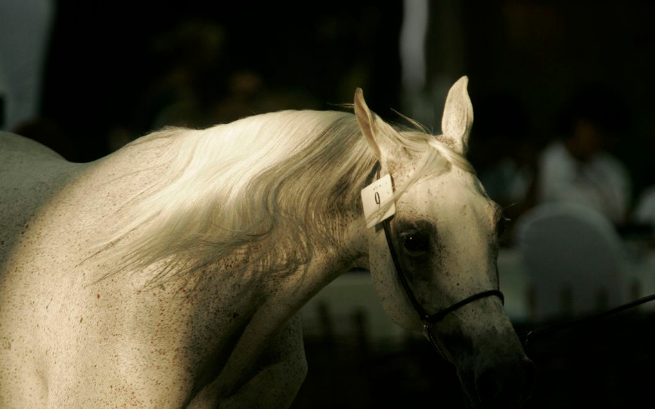 Aukcję koni arabskich "Pride of Poland" bojkotują ważni klienci