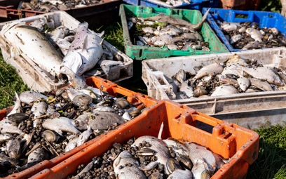 Martwe ryby po zatruciu Odry, sierpień 2022