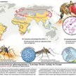 Tropikalne choroby wędrują na północ
