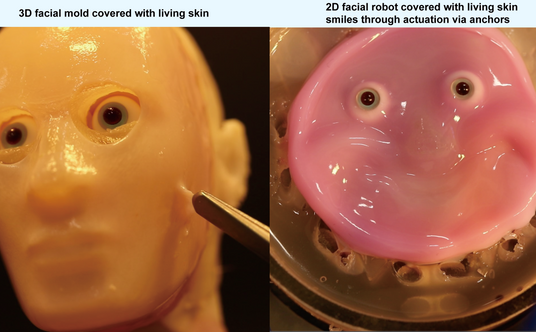 Twarz robota pokryta żywą skórą. Roboty przybierają coraz bardziej realistyczny wygląd