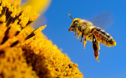 Środki ochrony roślin bywają przyczyną ginięcia pszczół i trzmieli
