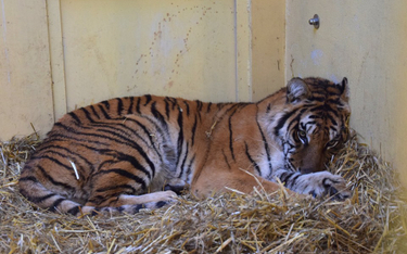 Jedna z uratowanych tygrysic, Softi. "Dużo śpi, chowa się w słomie, prawie nie rusza się z miejsca. 