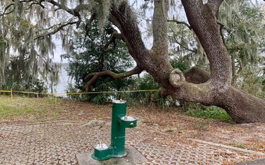 Węże opanowały park na Florydzie. Część terenu zamknięto