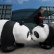 Pandy w Berlinie