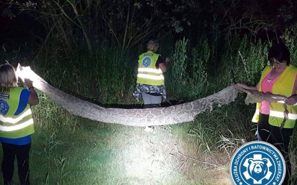 Szukają nad Wisłą pytona. Policja ostrzega przed spacerami