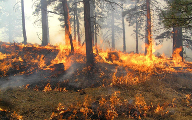 Syberia w ogniu. Płonie prawie milion hektarów lasu