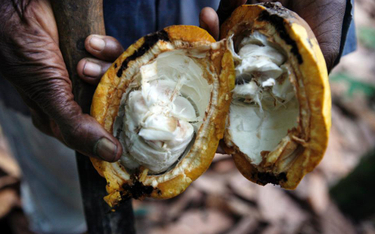 Owoc kakaowca z Ghany