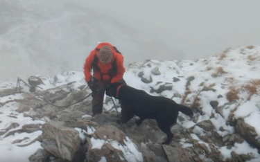 Turyści znaleźli psa na szczycie Giewontu