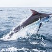 Australia: Marlin wskoczył na łódź i ranił dwie osoby