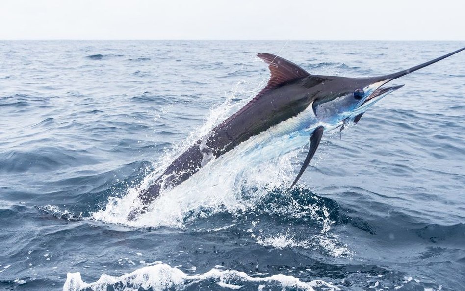 Australia: Marlin wskoczył na łódź i ranił dwie osoby