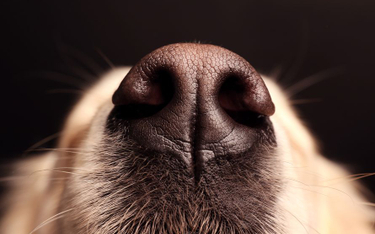 Naukowcy sprawdzą, czy psy mogą wywęszyć Covid-19
