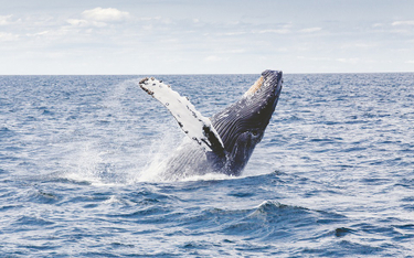 Kanada: Podpłynął zbyt blisko wieloryba. Został skazany