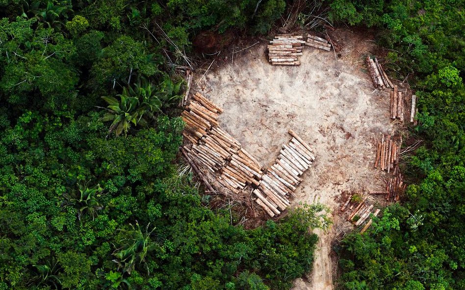 Widok miejscowych gruntów w regionie Altamira w brazylijskiej Amazonii