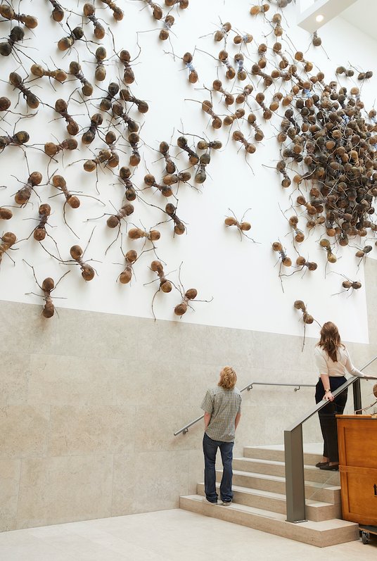 700 mrówek pojawiło się w salach Rijksmuseum. To wystawa, która odnosi się do tematu migracji i prze
