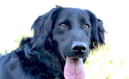 PIT: Czy wydatki na firmowe zwierzęta przedsiębiorca zaliczy do kosztów