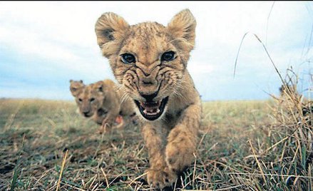 Lwy mogły polować na ludzi, ponieważ z powodu suszy brakowało zwierzyny